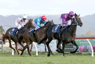 2017 Hawke's Bay Breeders Gold Trail Stakes winner Dijon Bleu (NZ). Photo: Trish Dunell